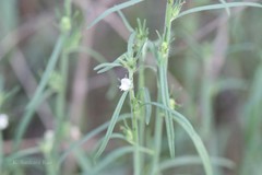 Striga euphrasioides